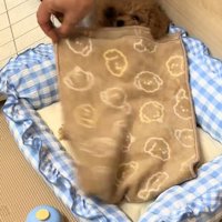 布団の上に前足を出そうとしている犬