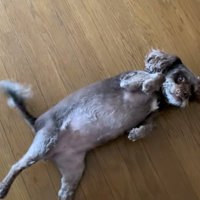 ヘソ天するペコちゃん