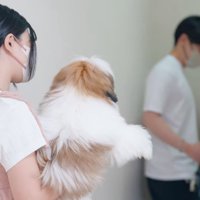店を出る飼い主を、トリマーに抱っこされて見送る子犬