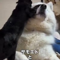 犬にくっつく猫1