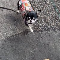目の前に点字ブロックが現れた小さな犬