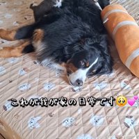 大型犬と小型犬二匹