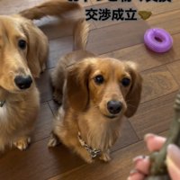 おやつと洗濯ボールを物々交換したダックス