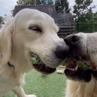 目をしょぼしょぼさせる大型犬
