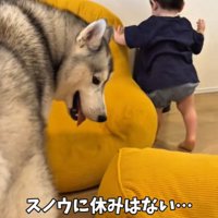 専属シッターのスノウくん