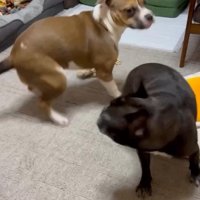 激しいワンプロをする2匹