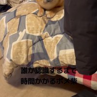 ドアから入ってきた飼い主を見つめる犬