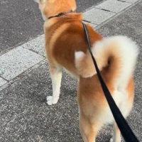 何かを見つけた秋田犬