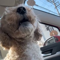 鳴き出す犬
