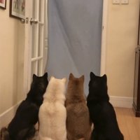 持ち上がった布を見上げる4匹の犬
