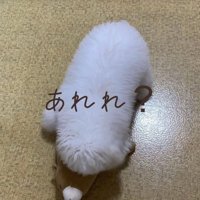 床にふせるむぎ君