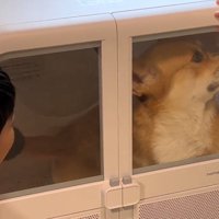 男の子に背中を撫でられる犬