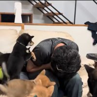 たくさんの犬2