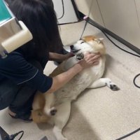 女性の獣医の顔を見つめる犬