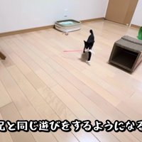 犬の遊びを習得