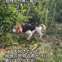走り寄る犬