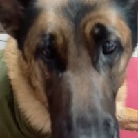 ピアスを犬に近づける