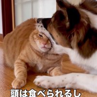 ターコロちゃんは元野良猫
