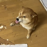 前足を上げる犬