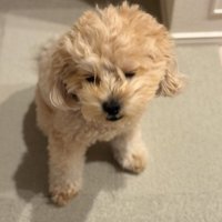 頼もしいサポーター