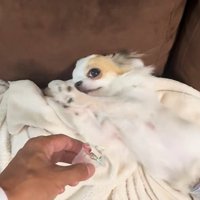 オレオちゃん＆マツちゃんの反応5