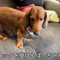 子どもたちに吠えられてしょんぼり…
