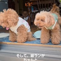 窓辺で外を眺める犬