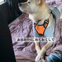 お出かけでワクワクしている保護犬