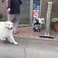 飼い主を引っ張って逃げ出す犬