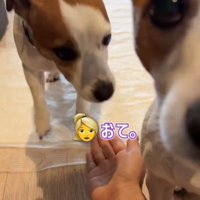 2匹の犬