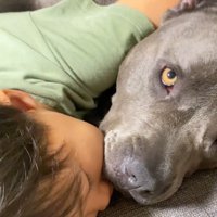 犬の顔に頬をつけて眠る男の子