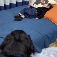 寝ている女の子を見る大型犬