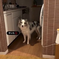 こちらを見つめる犬1