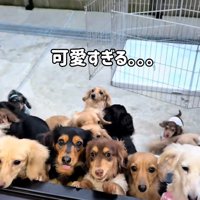 窓から覗く小型犬たち