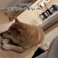 伏せている犬