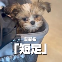 短足と診断されたこげまるくん