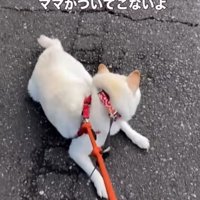 ママさんがいないことに気づいた柴犬