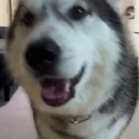 笑顔のケールくん