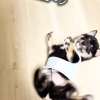 万歳するまかお君