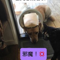 猫に怒られちゃった