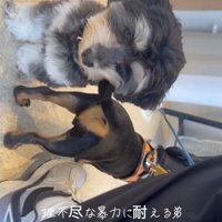 音が響くほどの勢いで、尻尾が顔に…