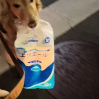 荷物を咥えて飼い主の隣を歩く犬