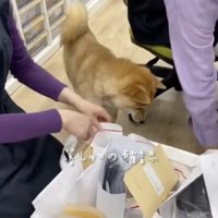 「しごでき」看板犬、ハクくん