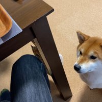 「ちょうだい」とアピール中