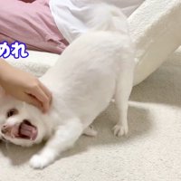 お姉ちゃんと喧嘩した時のコハクくん3