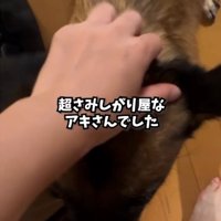頭をなでられる犬