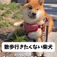 散歩に行きたくないうみくん