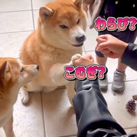 こむぎちゃんが自主！？
