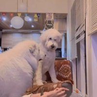 ボールを見つけて驚く犬