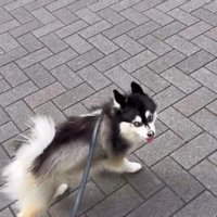 お散歩を楽しむ姿♪